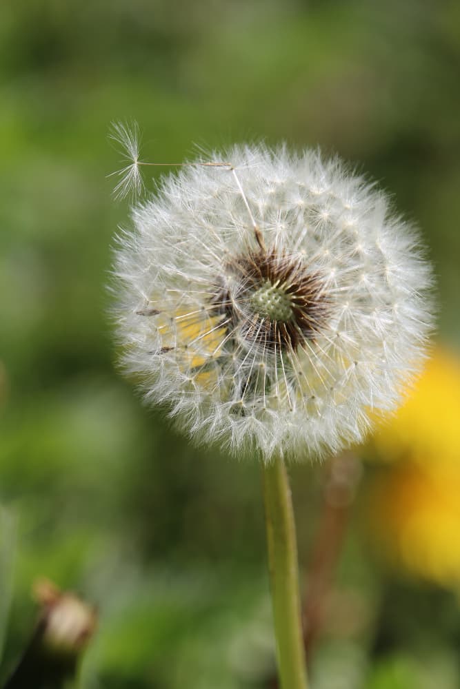 Therapie und Begleitung bei psychosomatischen Beschwerden
